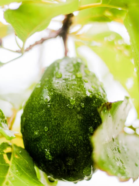 Backyard Harvest — Detail Study
